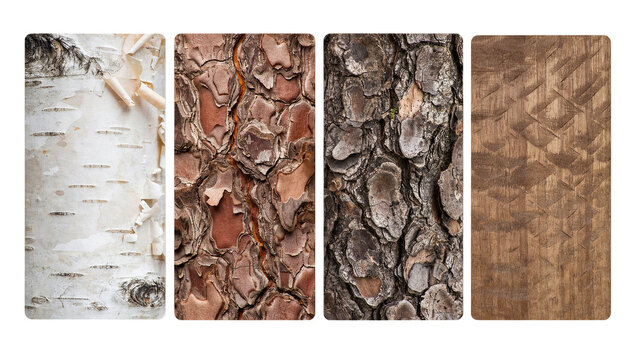 Set of four distinct tree bark textures including birch and pine wood patterns