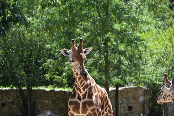 the angolan giraffe (giraffa camelopardalis camelopardalis) is a subspecies of giraffe native to southern africa, particularly namibia, botswana, zambia, and ango © Michaela Holubová