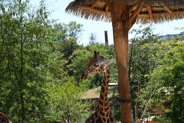 the angolan giraffe (giraffa camelopardalis camelopardalis) is a subspecies of giraffe native to southern africa, particularly namibia, botswana, zambia, and ango © Michaela Holubová