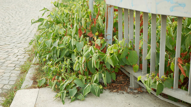 Japanese knotweed invasive plant Reynoutria japonica growing sidewalk road concreate, border and metal bridge railing cobblestone street. Asian expansive knotweed Fallopia japonica and Polygonum