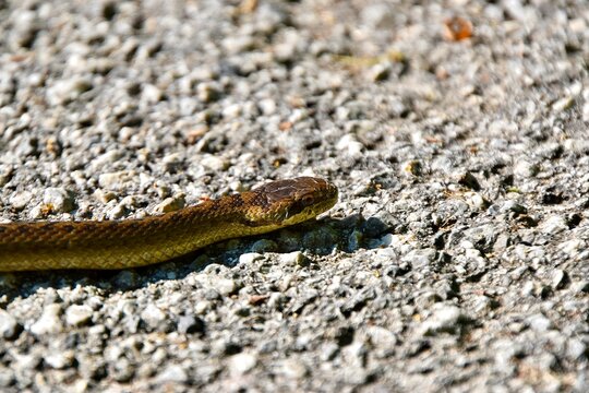 Smooth snake slithering across a gravel path