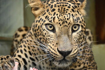 Fototapeta premium the sri lankan leopard (panthera pardus kotiya) is a leopard subspecies endemic to sri lanka. it inhabits forests, grasslands, dry zones, and mountainous regions across the island. it is a powerful so