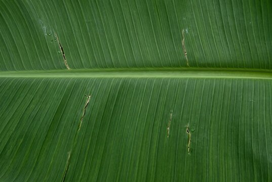 Fresh green banana leaf with parallel veins running from the midrib