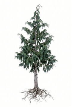 Mature Alaska Cedar tree, narrow irregular evergreen crown with drooping branch tips, exposed visible roots, 23 ratio, isolated on seamless pure white background
