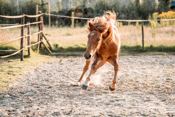 Chestnut horse galloping in sunlit paddock with flowing mane near rustic wooden fence and grassy field © PIC by Femke