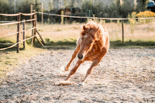 Chestnut horse galloping in a sandy paddock, kicking up dust beside a wooden fence in warm golden afternoon sunlight