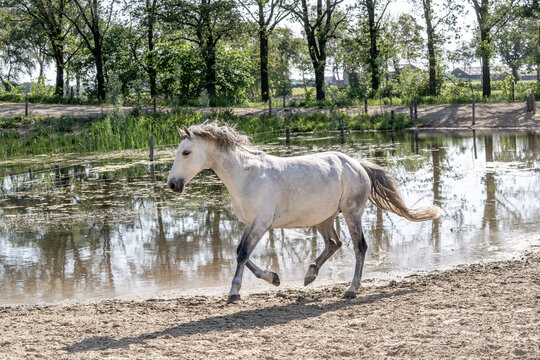 White horse trotting through shallow water along a sandy riverbank with trees and reflections in a rural landscape