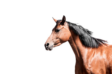 Studio-style portrait of a bay horse in profile with a glossy brown coat and black mane isolated on a white background © PIC by Femke
