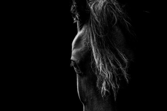 Low-key black and white close-up portrait of a horse head with flowing mane and reflective eye on a dark background