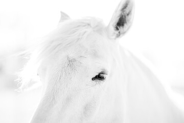 Close-up high-key portrait of a white horse head with flowing mane on a minimalist bright background, serene equine study © PIC by Femke