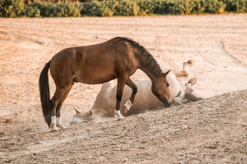 Bay horse nuzzling and grazing near three white cattle egrets on a dry dirt paddock with golden grass backdrop © PIC by Femke