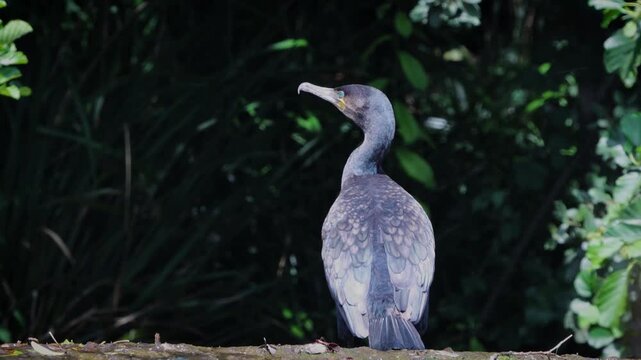 cormorant at rest at the lakeside
