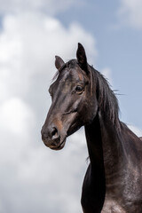 Close-up portrait of a black horse with glossy dark coat, attentive expression and flowing mane against a cloudy blue sky © PIC by Femke