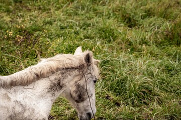 Close-up profile of a white horse grazing in a grassy field, natural outdoor portrait showing mane texture © PIC by Femke