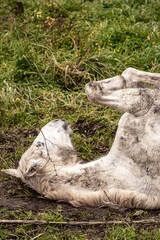 Muddy wool sheep lying on grassy pasture, dirty fleece and mud-streaked wool in a rural farm setting © PIC by Femke