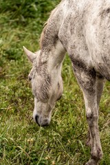 Obraz premium Close-up of a gray horse grazing in a lush green pasture, peaceful equine portrait in natural light