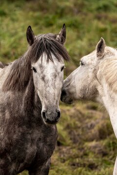 Close-up portrait of two horses on a grassy hillside, gray dappled and cream horse touching noses