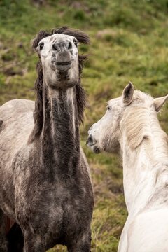 Two llamas on a grassy hillside, charcoal-gray llama facing the camera and white llama in profile