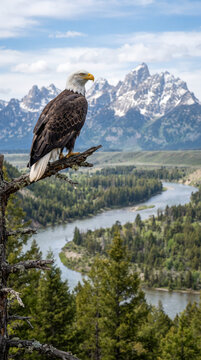 Majestuosa &aacute;guila calva posada en una rama frente a una panor&aacute;mica de un r&iacute;o serpenteante, frondosos bosques y monta&ntilde;as nevadas.