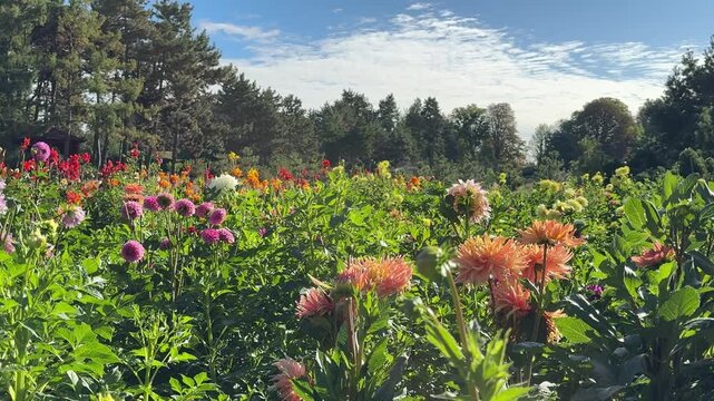 Flower bed with colorful dahlias flowers.