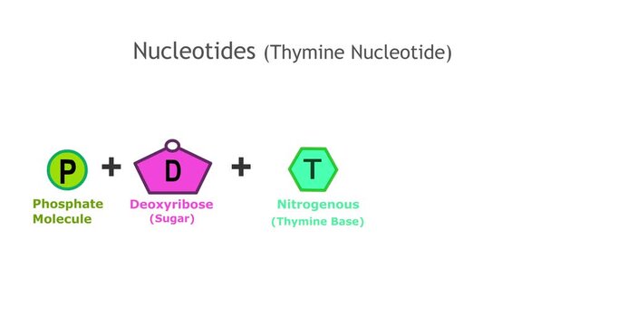 Thymine nucleotide structure video. Nucleotides. A nucleotide is the basic structural unit and building block for DNA. Nitrogenous base, pentose sugar ,phosphate group. model, anatomy. Footage video