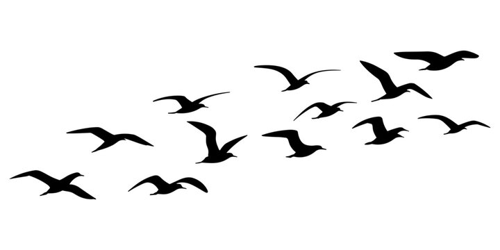 A flock of seagulls flying in the air, black silhouettes isolated on a white background, birds wings