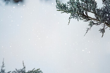 Fototapeta premium Pine branches in a snowy day background