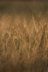 Naklejka premium Winter dry grass field background
