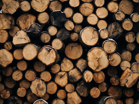 Wood logs stack texture background. Cut tree trunks pile with natural annual rings close up.