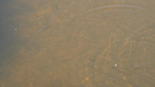 feeding fish in lake water
