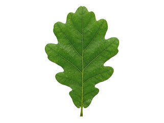 Fototapeta premium Oak shaped leaf isolated on transparent background showing lobed green foliage detailed veins and natural texture botanical specimen for study or design use