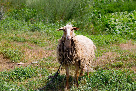 A tethered domestic sheep looks into the camera.