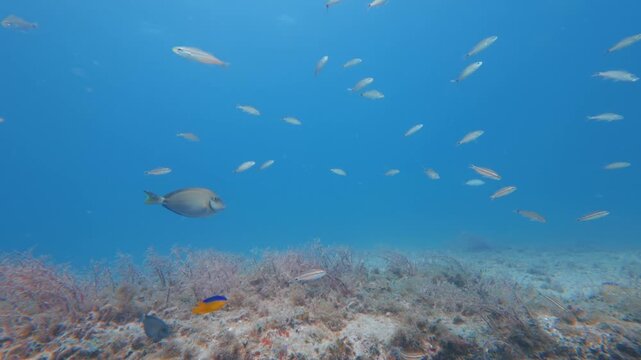 school of fish swimming in ocean with coral reef