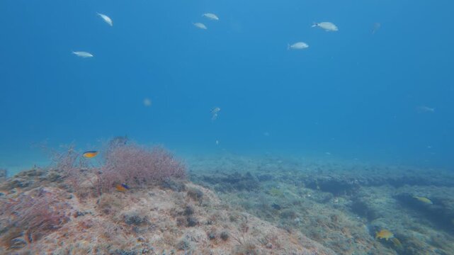 school of fish swimming in ocean with coral reef