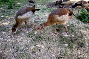 Nilgänse suchen Futter auf trockenem Boden © christiane65