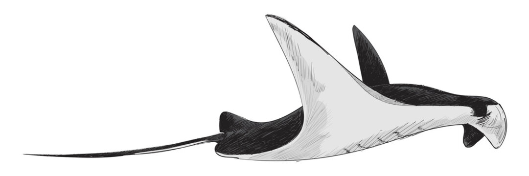 Png black Stingray animal illustration, transparent background