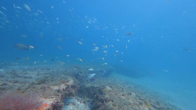 school of fish swimming in ocean with coral reef