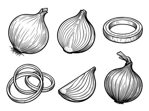 Onion vector sketch set, whole bulb, half cut, sliced rings, red onion, organic engraved linework, white background