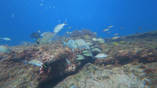 school of fish swimming in ocean with coral reef