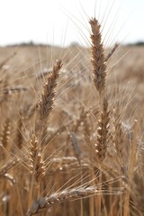 Fototapeta premium Golden wheat spikes growing in field, closeup