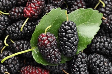 Many fresh mulberries with green leaf as background, top view © New Africa