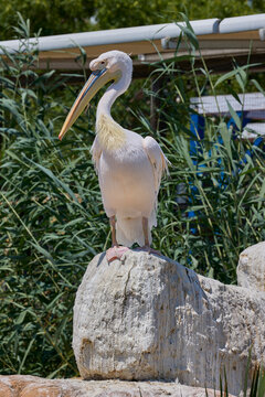 Great white pelican standing on rock in wetland habitat