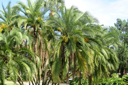 Palm trees in Florida zoologilcal garden