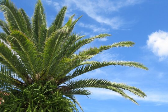 Palmtree on blue sky background in Florida nature