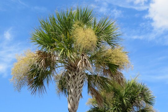 Palmtree on blue sky background in Florida nature