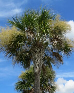 Palmtree on blue sky background in Florida nature