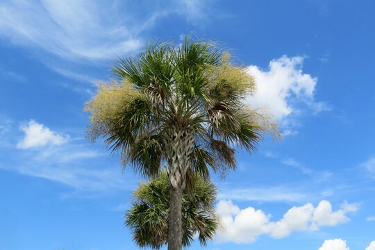 Palmtree on blue sky background in Florida nature