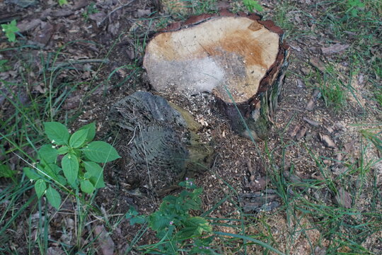 Macro photography of cut tree stump with annual rings on ground in forest environment texture background