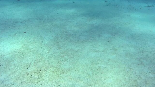 Frames show close examination of underwater terrains in tropical regions. Light penetrates water, revealing sandy surfaces and occasional marine life. Clear blue tones dominate visuals.