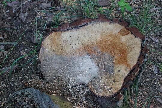 Macro photography of cut tree stump texture with annual growth rings close-up in forest environment background